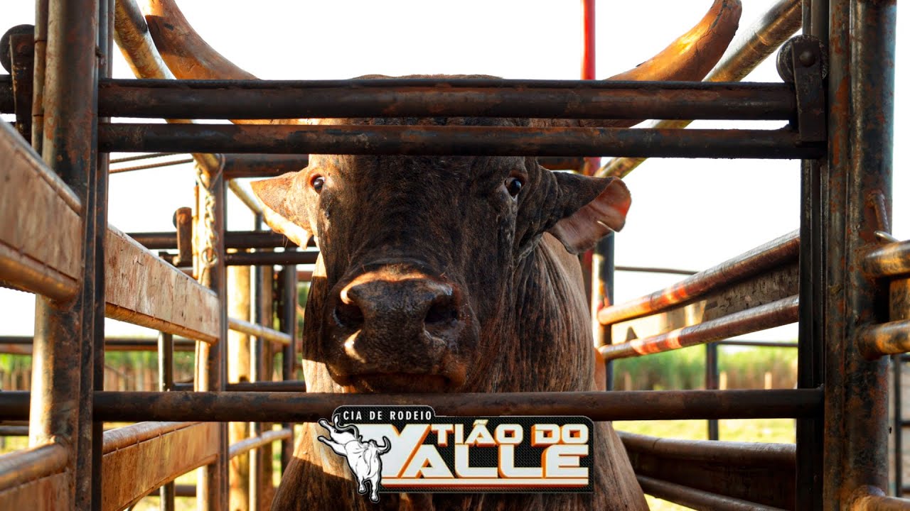 TREINO COMPLETO - CIA DE RODEIO TIÃO DO VALLE (4K OFICIAL)