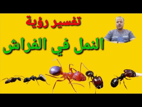 هل تعلم ماهو تفسير حلم النمل على الفراش في المنام حتما سوف تتعجب من تفسيره العجيب سبحان الله