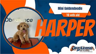 Freedom Board & Train | Harper | 10 mth old | Mini Goldendoodle | Cincinnati dog trainers off leash