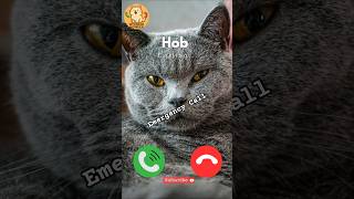 Download Lagu Hob is Calling! #viralvideokids #catshorts #kidsshorts #funnycat #cutekitten #ytshorts #yt MP3