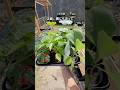 植える前にコレを確認して#家庭菜園 #shorts
