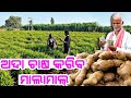 Ada ginger farming with low investment heavy income full details in odia all plans process explained