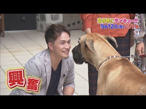 『生き物にサンキュー!!』9/12(水) 市原隼人も大興奮🐶グレート･デーン登場👀✨【TBS】