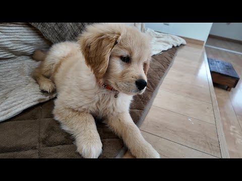 悪質な嫌がらせを受け困っています。もう番組を終わりにしようかと。【Golden Retriever japan】