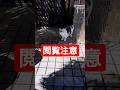 【玄関前に何を持って来たの？】#衝撃映像 #三毛猫 #スズメ #すずめ #保護猫 #野良猫 #にゃんこ #猫好き #cat #cats #癒し #癒し動画 #かわいい猫 #ネコ #子猫 #猫 #猫動画