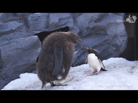 綿羽が気になるペンギン  