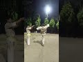Power of Kyokushin karate| #kyokushin #kyokushinkarate #shorts #shortvideo