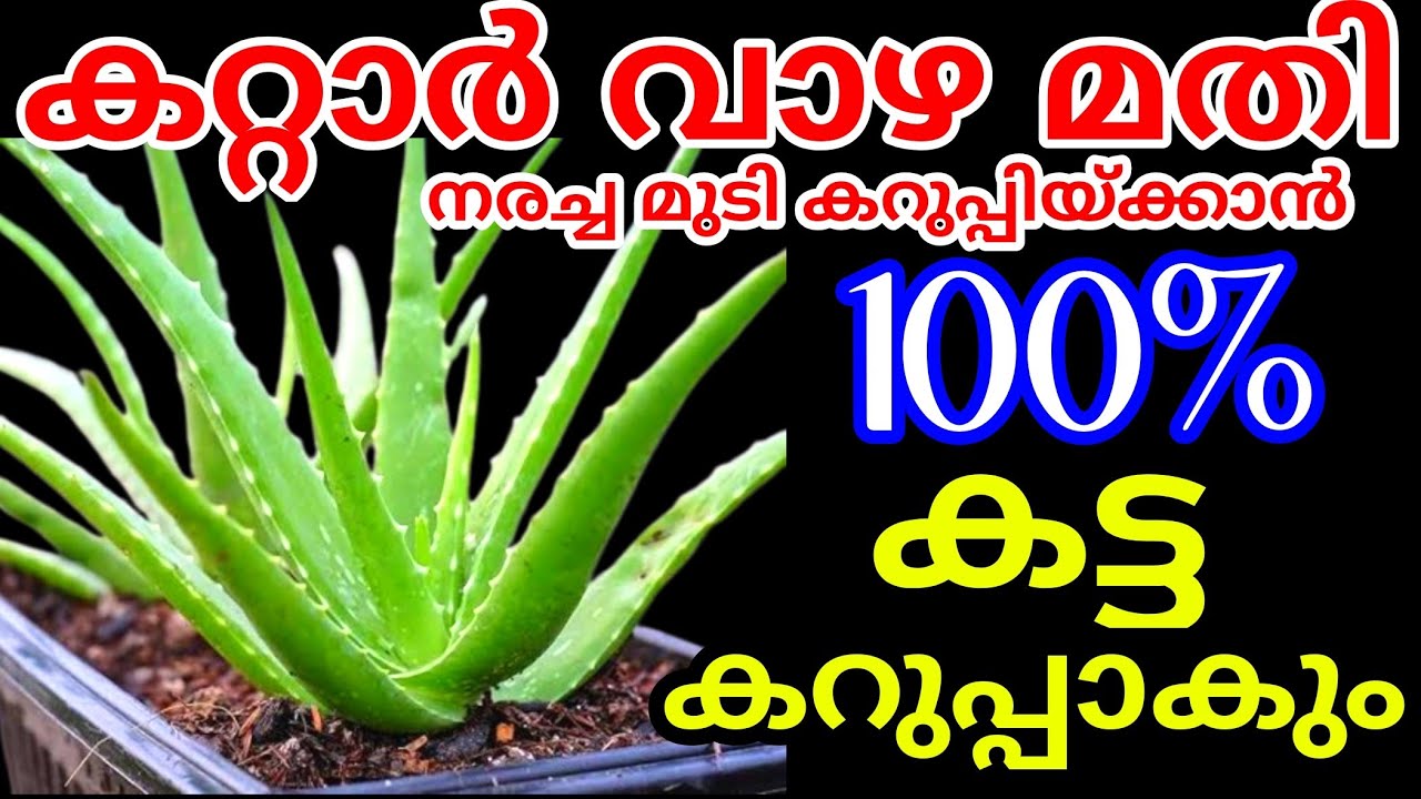 വീട്ടിൽ കിട്ടുന്ന സാധനം കൊണ്ട് നരച്ച മുടി കറുപ്പിച്ചാലോ | Natura hair dye recipe | Hair colouring