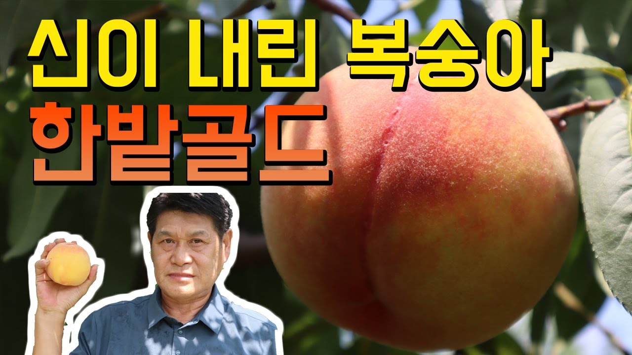 한밭골드 복숭아, 개발 8년의 노력이 걸린 망고 복숭아 묘목 아직도 모르시나요? 🚨   안보면 후회합니다 최고의 복숭아나무