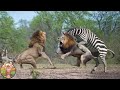 10 Moments Les Plus Embarrassants et Les Plus Drôles des Lions !