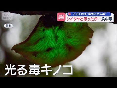 シイタケと思ったが…食中毒 その正体は“暗闇で光る毒”【スーパーJチャンネル】(2026年10月26日)