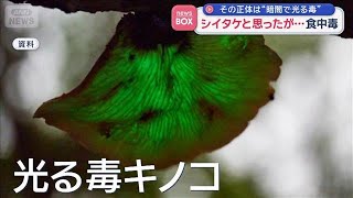 シイタケと思ったが…食中毒　その正体は“暗闇で光る毒”【スーパーJチャンネル】(2026年10月26日)