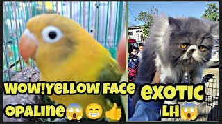 #bocaue petmarket#update#pang malakasang yellow face opa ni boss Aljon solid!😱🤩👍#exotic long hair🤩 by jake ajusi 1,938 views 1 month ago 35 minutes