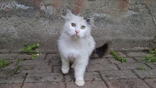 Fluffy and Very Cute White Cat.