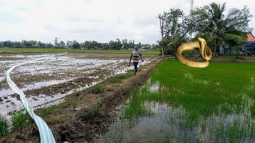 Bẫy rắn mùa mưa. thật là nguy hiểm dính con rắn hổ ở gần nhà người dân | cần gò công