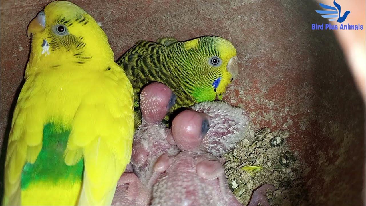 Budgurgar parrot babies bird plus animals YouTube