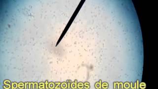 Spermatozoïdes filmés au microscope en cours de SVT