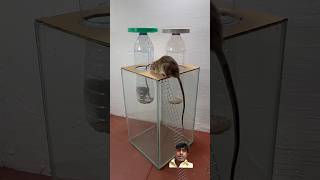 Download Lagu Best Homemade Mous Trap#shorts #ideas #rat MP3