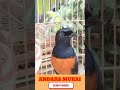 Premium White Rumped Shama Training Sound | Clear &amp; Powerful Bird Song #shorts #trendingshorts #bird