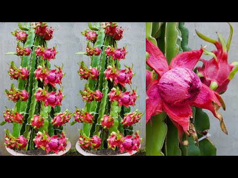 Video: Red Fleshed Fruit Garden – Dyrking av frukt som er rød inni