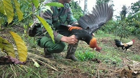 bẫy gà rừng 20/11/2022 chuối tập công bổi tơ
