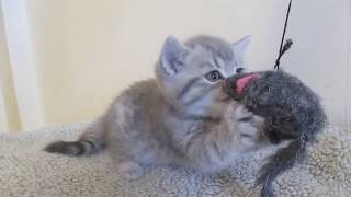 S*KillerCats Lilou Lumineux, 6 weeks by KillerCats100 32 views 9 years ago 1 minute, 5 seconds