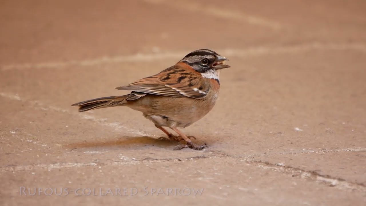 Rufous-collared Sparrow (Zonotrichia capensis) - Cusco (Peru) 26-9-2019