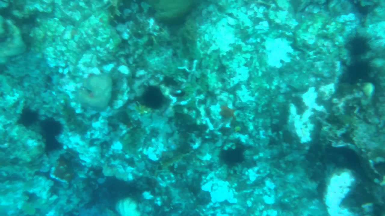 Ocho Rios Jamaica Couples Tower Isle glass bottom boat ride and ship