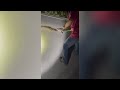 Arlington Heights man captures largest python in Florida history