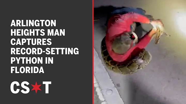 Arlington Heights man captures largest python in Florida history