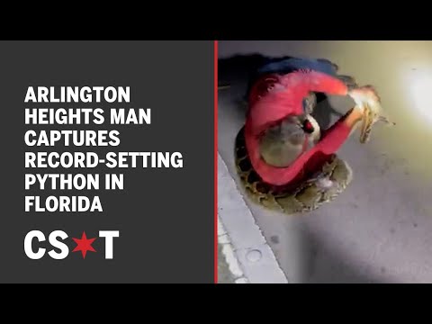 Arlington Heights man captures largest python in Florida history