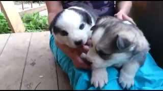 Meet Freya's little babies by Andriy Melnyk 2,409 views 10 years ago 1 minute, 18 seconds