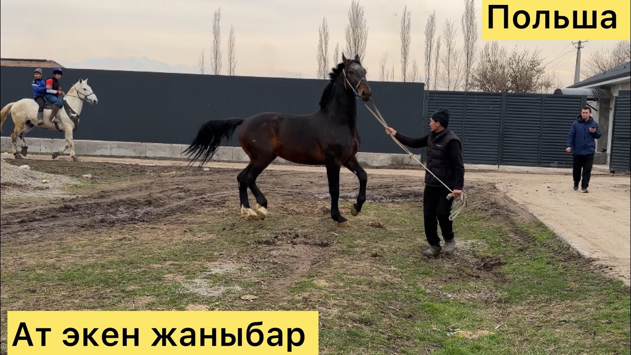 Жылкынын кучтуусу тел:0700 042870 Польшадан келди.