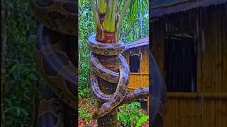 Giant Python Climbing Coconut Tree 🐍🌴 | Real Scary Snake Moment #shorts #viral #trending