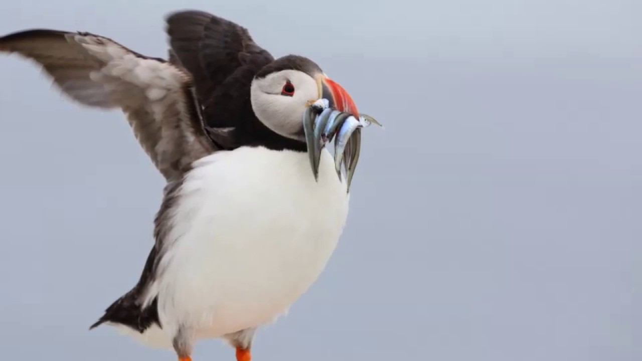 Papageitaucher - Puffin - Fratercula arctica 