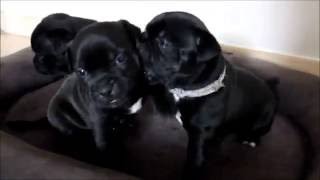 Staffy puppies playing