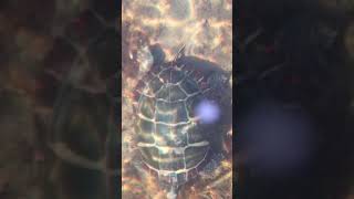 Painted Turtle Swimming under Ice In Newcastle Maine