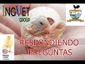 Como ayudar a un pollo a salir del huevo PARTE 2