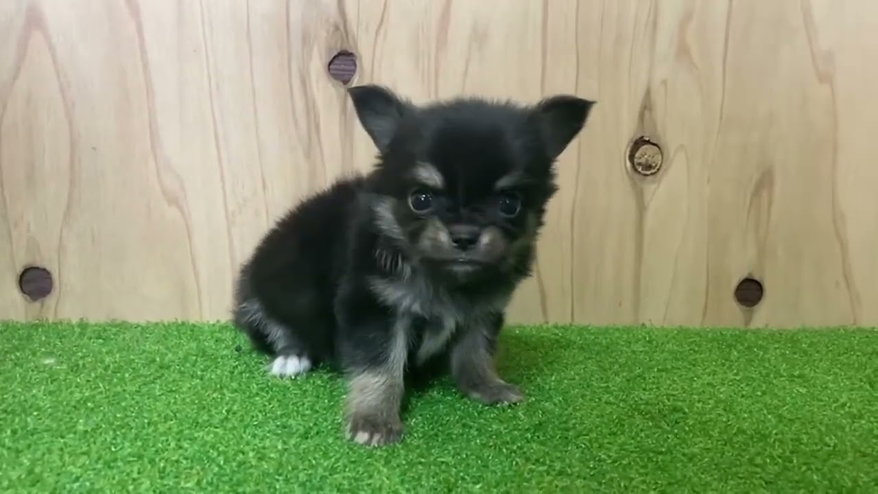 愛知県のチワワ ロングコート 男の子 22 07 22生まれ ブラックタン 子犬id 1950 ブリーダーナビ