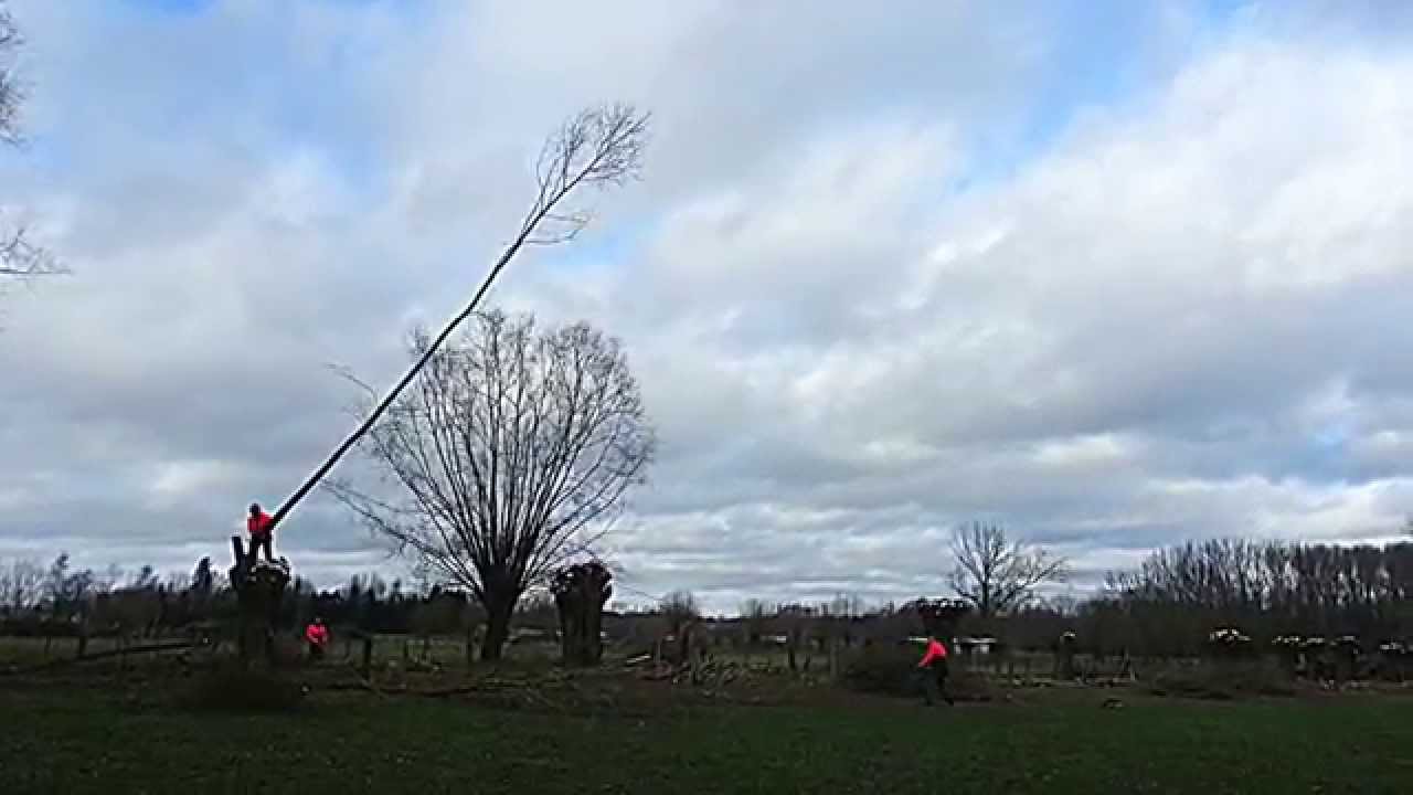 onderhoud van de knotwilgen