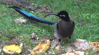 PAPUA NEW GUINEA - Part 1 / A WILDLIFE ODYSSEY #papua #newguinea #wildlife #birds #odyssey #nature