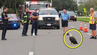 Crying Eagle Stood On The Road and Wouldn't Leave. Cops Discovered Sad Reason Why and They..