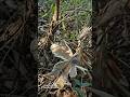 Torn But Unstoppable: Giant Mushroom's Battle to Grow #nature #mushroom