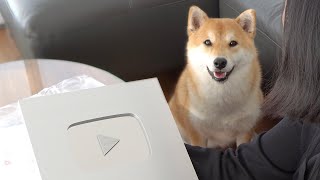 My Shiba Inu Smiles at Silver Play Button!