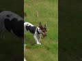 Meeting About the Work Is Not the Work | Leadership Lesson From My Dog #crossover #trendsettertails