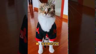 Cute cat Fifi in dress 🥰