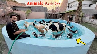 All Animals Bath 🛁In Swimming Pool ||Shehr Main Dihat 