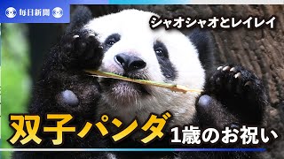 上野動物園の双子パンダ、シャオシャオとレイレイ　1歳のお祝い