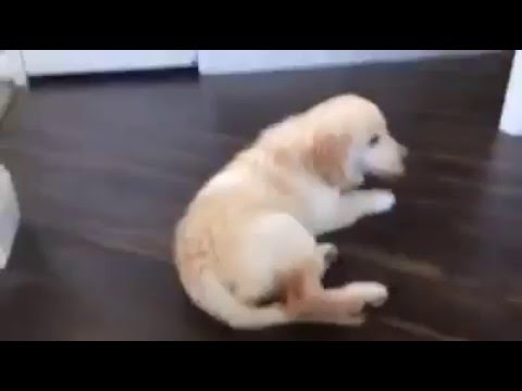 Puppy Falls Down Stairs - YouTube