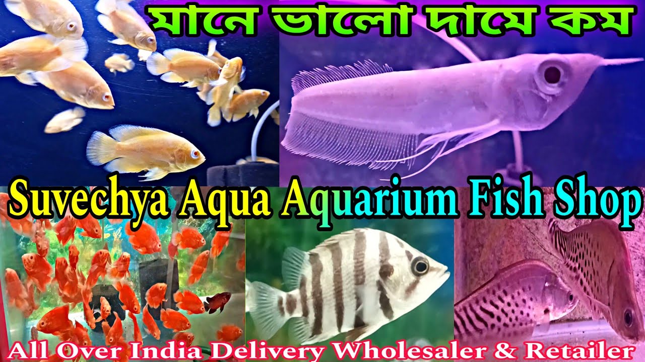রঙিন মাছের দোকান | Suvechya Aqua Rishra |  Aquarium Fish Shop | Aquarium Fish Wholesale Retail
